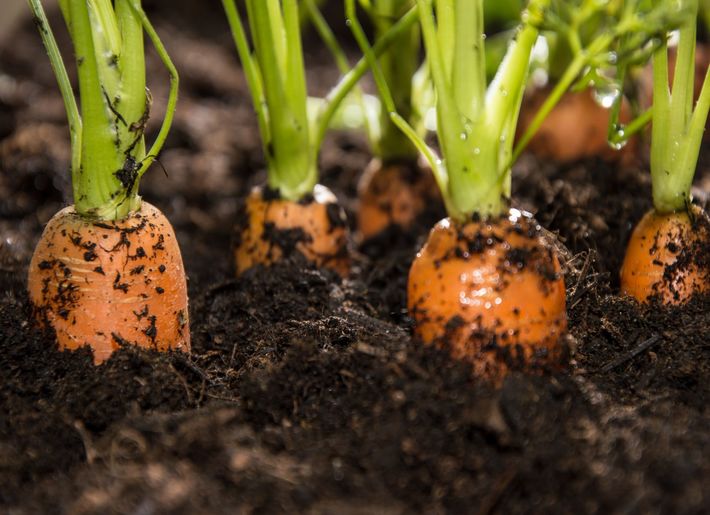 Diet and Nutritional Supplementation